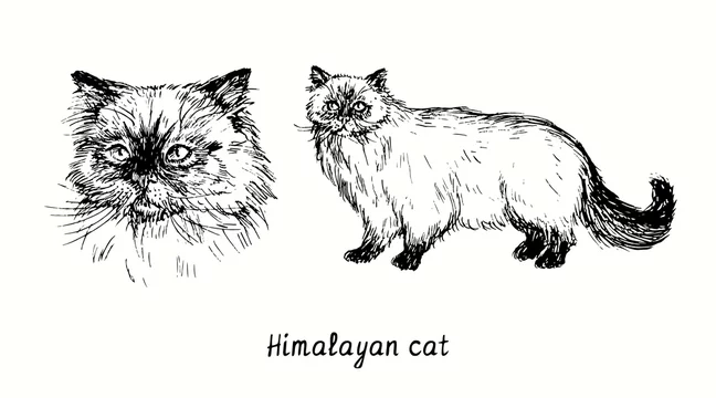 Himalayan cat black and white sale