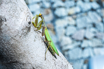 A green mantis on a tree trunk stares intently at the photographer.
