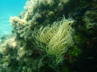 Fototapeta na wymiar Snakelocks anemone or opelet anemone (Anemonia viridis) undersea, Aegean Sea, Greece, Halkidiki 