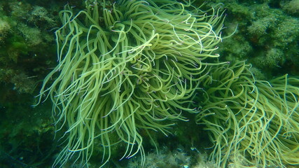 Fototapeta na wymiar Snakelocks anemone or opelet anemone (Anemonia viridis) undersea, Aegean Sea, Greece, Halkidiki 
