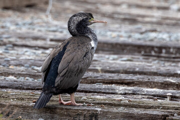 Spotted Shag Endemic to New Zealand