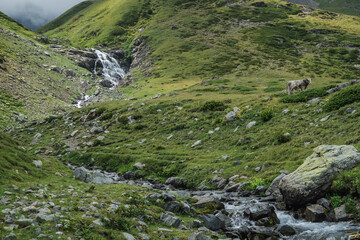 Mountain river Chilik, tourist resort of Arkhyz.