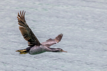 Fototapeta premium Spotted Shag Endemic to New Zealand
