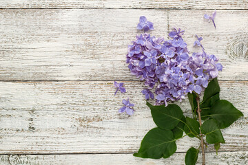 blooming spring lilac flowers on a white wooden background in very peri trendy color of the year 2022.