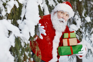 Horizontal waist up shot of Santa Claus walking in winter fir tree forest appearing with gift boxes for Christmas