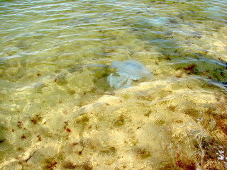 Many cornerotes and aurelia can be seen in the water near the shore that scare away vacationers.