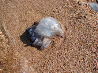 Top view of the Azov jellyfish thrown by the waves on the sandy shore.