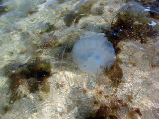 The beauty of Azov cornerotes and aurelia through the prism of clean sea water attracts vacationers...