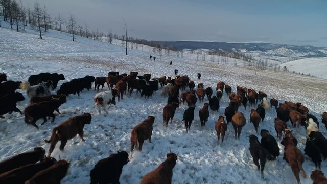 Aerial follow powerful large herd of buffalo bulls ox free grazing in slow motion running along snow-covered field in winter. Impressive natural landscape. Siberia Baikal region mountains nature park