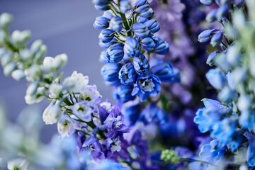 delphinium flowers different color closeup