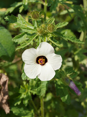 Hibiscus trionum or Flower of an hour. White petals, translucent veined sepals, purple centre, orange stamens, palmately leaves with rounded lobes. Semi-erect or spawling branched stems