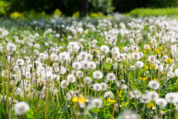 nature, botany and flora concept - beautiful dandelion flowers blooming on summer field