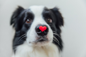 St. Valentine's Day concept. Funny portrait cute puppy dog border collie holding red heart on nose isolated on white background. Lovely dog in love on valentines day gives gift