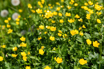 botany, nature and flora concept - beautiful anemone flowers blooming on summer field