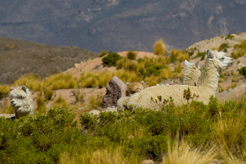 machu picchu peru'