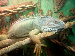 Iguana sits on a tree in a terrarium