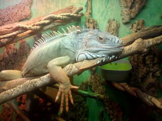 Iguana sits on a tree in a terrarium