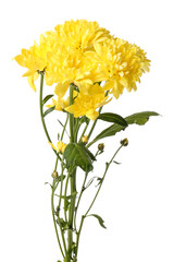 Yellow chrysanthemum flowers on white background