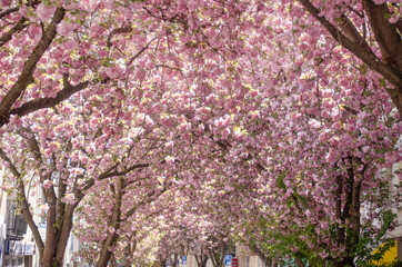 Bonn Kirschblüten