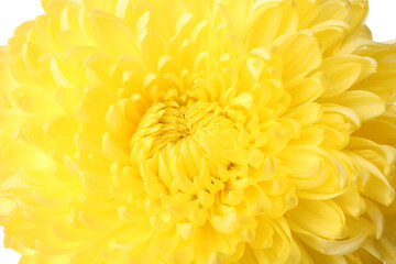 Yellow chrysanthemum flower on white background