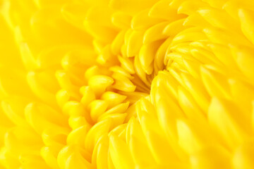 Yellow chrysanthemum flower as background