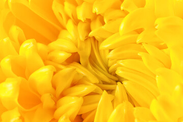 Yellow chrysanthemum flower as background