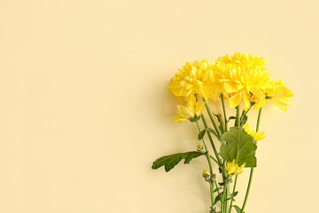 Yellow chrysanthemum flowers on color background