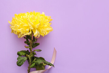 Yellow chrysanthemum flower on purple background