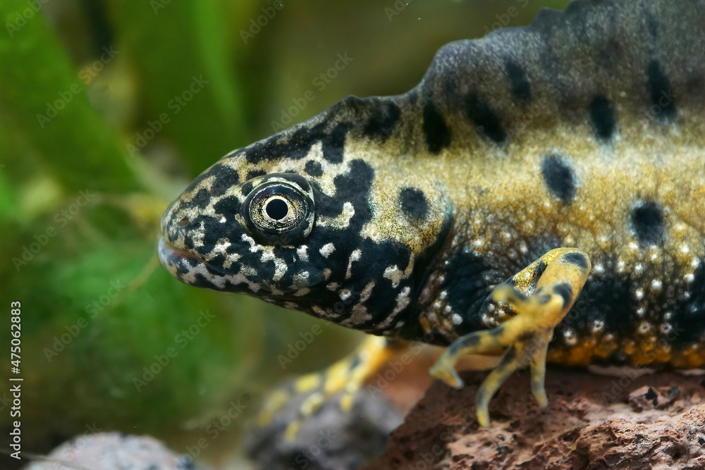 Poster closeup of the head of an impressive male danube crested newt, triturus dobrogicus