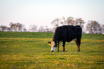 Black baldy cow grazing with negative space