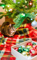 Mackerel Tabby striped cat sitting by Christmas tree decorated with balls and garland ligths on red blanket near New Year holidays decorations
