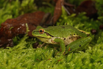 Closeup on a gorgeous green colored Pacific chorus or treefrog, Pseudacris regilla