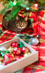 Mackerel Tabby striped cat sitting by Christmas tree decorated with balls and garland ligths on red blanket Chinese New Year holidays decorations