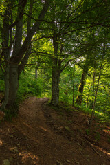 Fototapeta na wymiar hiking through woods. beautiful nature background of carpathian primeval beech forest in summer