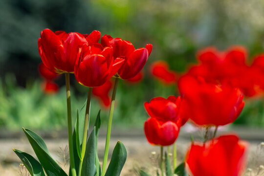 red tulip flowers bloom. beautiful floral nature background in spring on a bright day