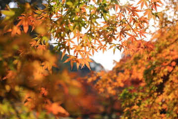 日本の秋、赤く色づいたもみじ