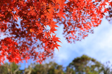 日本の秋、赤く色づいたもみじ