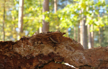 The inner part of pine bark with a snail on a woods blurred background. Sunny day. Ecology and nature concept.