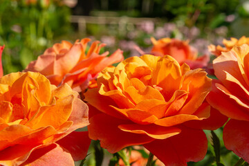 Blossoming beautiful rose flowers. Orange roses blossom in summer garden