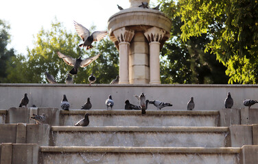 Konya Martyrdom Monument and pigeons