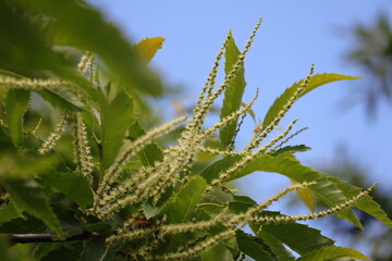 Flowers of  sweet chestnuts. Castanea sativa is a species of the flowering plant which edible seeds are referred to a common name Sweet Chestnut.