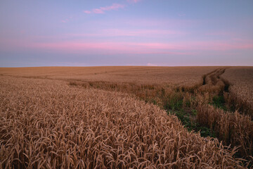 track of a tractor on a wheat field at sunset in the Krasnodar Territory
