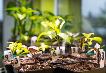 Junge Chili Pflanzen wachsen unter Kunstlicht in einem Innenraum