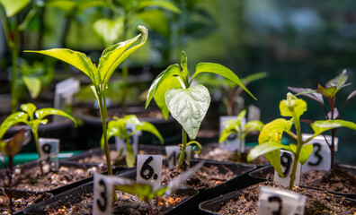 Junge Chili Pflanzen wachsen unter Kunstlicht in einem Innenraum