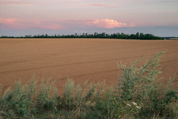 field of wheat