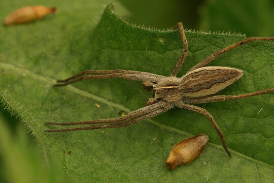 Closeup on a Nursery web spider, Pisaura mirabelis sunbathing on
