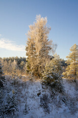 Beautiful winter forest landscape on a hill on a sunny snowy day