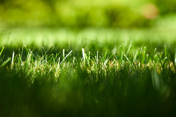 Beautiful nature background. Fresh grass scene and dew in morning time.