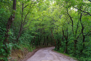 Road in the forest near Appignano del Tronto, Ascoli Piceno province, Italy