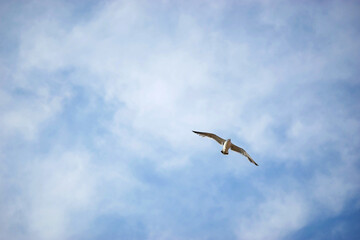 등대, 성, 교회, 성당, 갈매기, 바다, 하늘, 조명, 등, 블루, 파랑, 